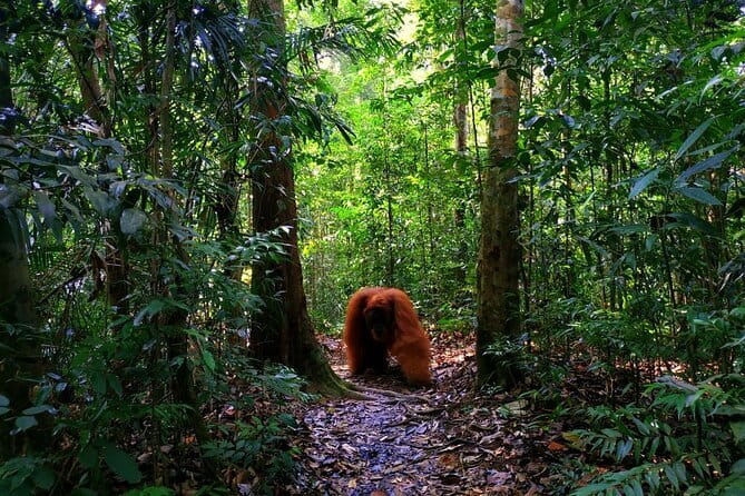Bukit Lawang Berastagi 4 Days 3 Nights Volcano & Jungle Trekking - Day 2: Six hours among orangutans and forest wildlife
