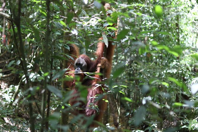 Bukit Lawang Full Day Jungle Trek - Key points to know before you go