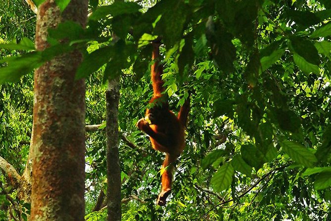 Bukit Lawang Full Day Jungle Trek - The first jungle hours are about learning to look