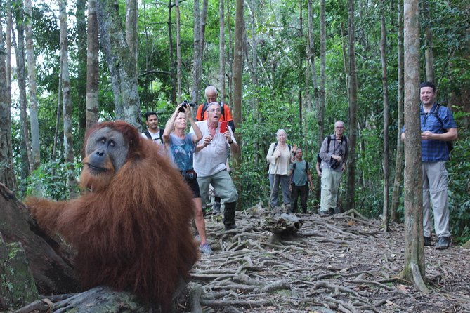 Bukit Lawang Full Day Jungle Trek - Choose between more jungle walking and a river tube