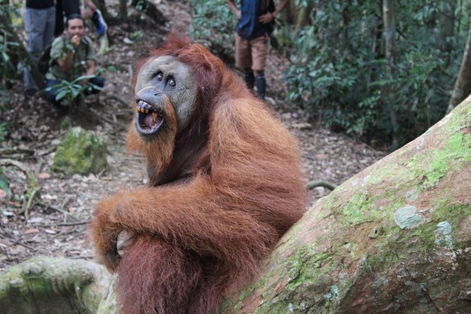 Bukit Lawang Full Day Jungle Trek - Who should book this jungle day?