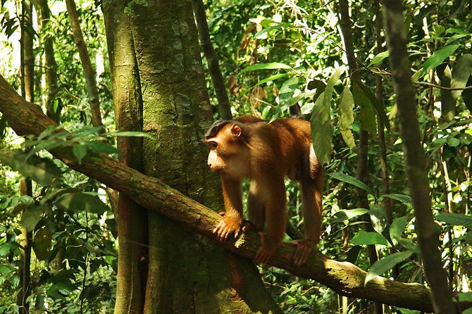 Bukit Lawang Full Day Jungle Trek - Orangutan sightings require patience and luck