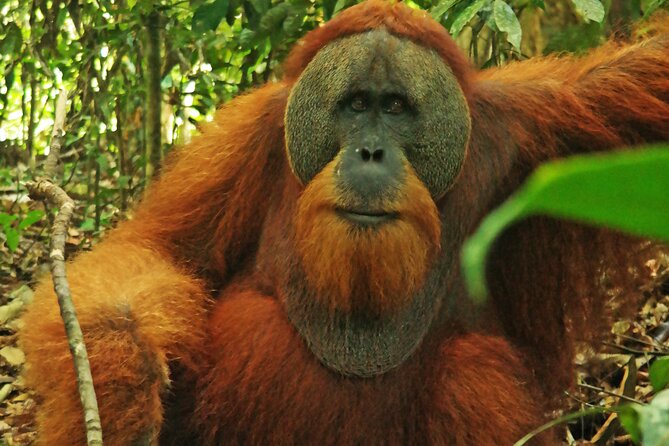 Bukit lawang tour 3days-2 night jungle trekking including rafting - Day three: a quiet morning and the return by raft