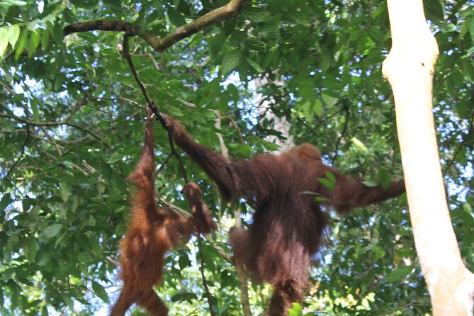 Bukit lawang tour 3days-2 night jungle trekking including rafting - Fitness, comfort, and what to expect