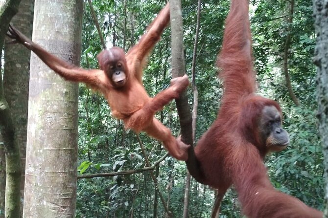 Bukit lawang tour 3days-2 night jungle trekking including rafting - Day one: five to six hours in Gunung Leuser