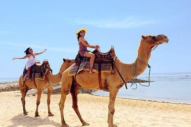 Camel Safari 30 minutes In White Sand Beach - Sawangan Beach gives the camel ride its appeal