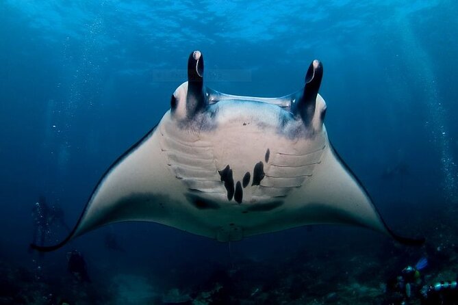 Certified Scuba Dive with Manta Rays (Open Water Diver minimum) - Key points to know before booking