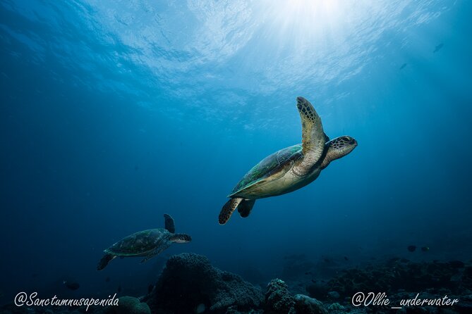Certified Scuba Dive with Manta Rays (Open Water Diver minimum) - Price, value, and who should book