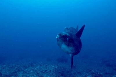 Certified Scuba Dive with Manta Rays (Open Water Diver minimum)