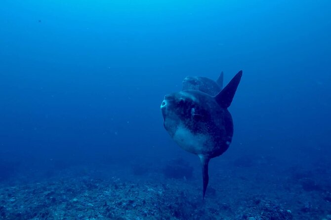 Certified Scuba Dive with Manta Rays (Open Water Diver minimum) - Boarding the boat and preparing for two sessions
