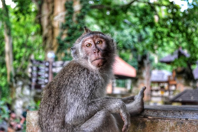 Cretya Ubud and Monkey Forest Sanctuary Tours - Three hours at Cretya Ubud’s rice terrace setting
