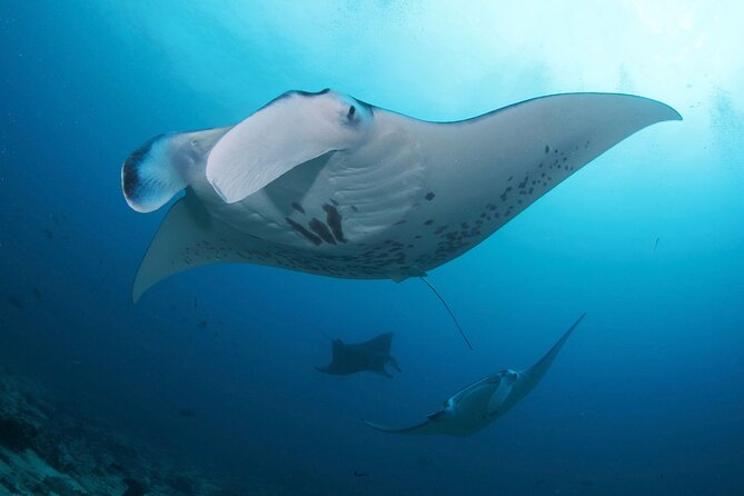 Day Trip Discover Scuba dive in Nusa Penida 2 dives (From Sanur - South Bali) - Why this is a good first step into scuba