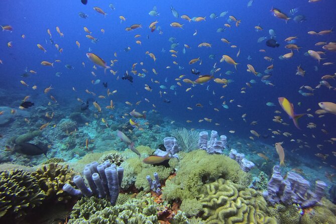 Day Trip Discover Scuba dive in Nusa Penida 2 dives (From Sanur - South Bali) - The 8 a.m. pickup and boat ride from Sanur