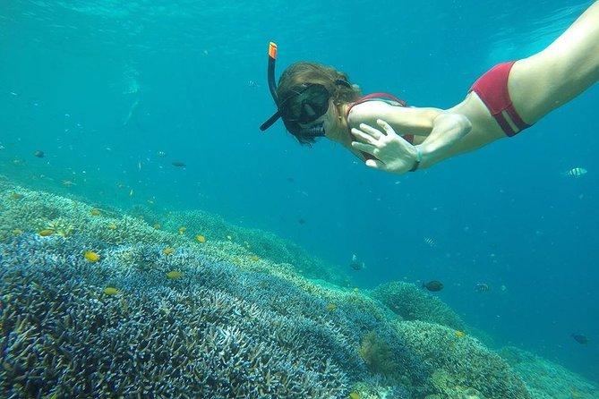Day Trip Gili Trawangan, Gili Meno, Gili Air (Depart Lombok) - Gili Air and the Fish Garden