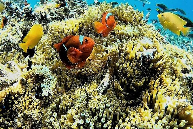 Day Trip Secret Island West Of Lombok - Searching for Small Creatures at Gili Layar