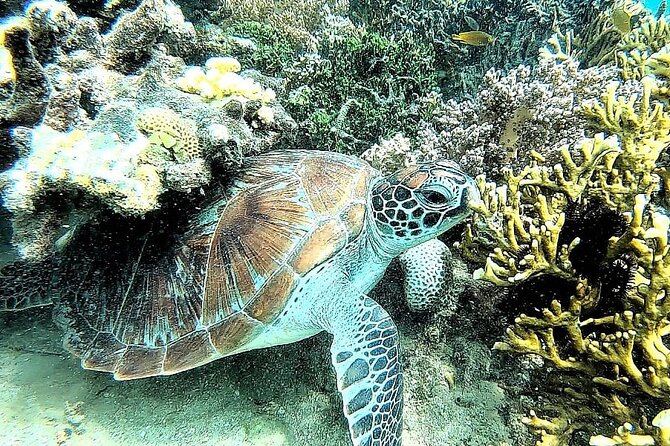 Day Trip Secret Island West Of Lombok - Clear Coral and Calm Water at Gili Rengit