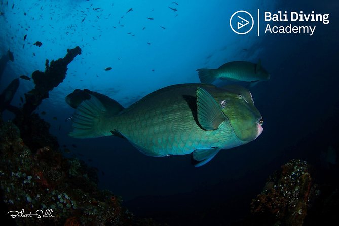 Day Trip Snorkeling in Tulamben - Explore Liberty Wreck (pick up in South Bali) - Key points before you book