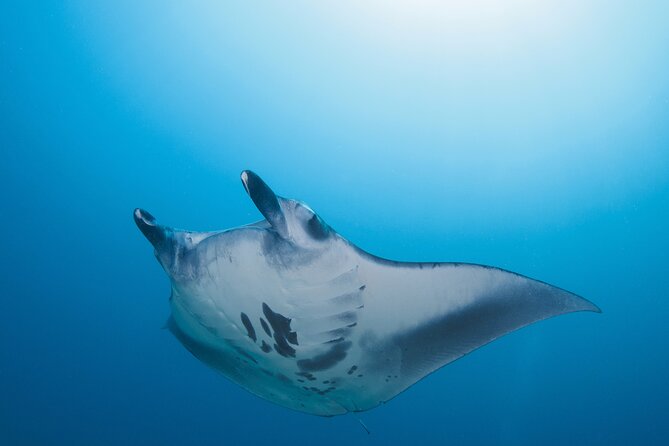 Day Trip snorkeling Nusa Penida - Manta 3 sites (from south bali) - Speedboat access keeps the day focused