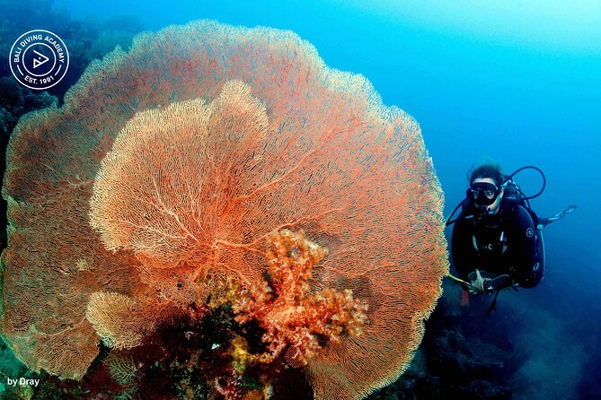 Discover Scuba Diving in Pemuteran at the Biorock site,1 shore dive all included - Menjangan Island and the Extra Marine Park Fee