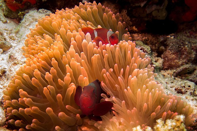 Discover Scuba Diving in Pemuteran - Diving Initiation in Bali (Menjangan Park) - Your first underwater session at Menjangan Island