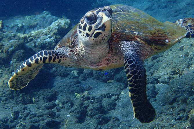 Discover Scuba Diving in Pemuteran - Diving Initiation in Bali (Menjangan Park) - The second session brings more freedom