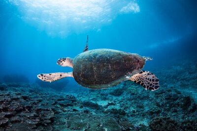 Discover Scuba Diving in Pemuteran – Diving Initiation in Bali (Menjangan Park)