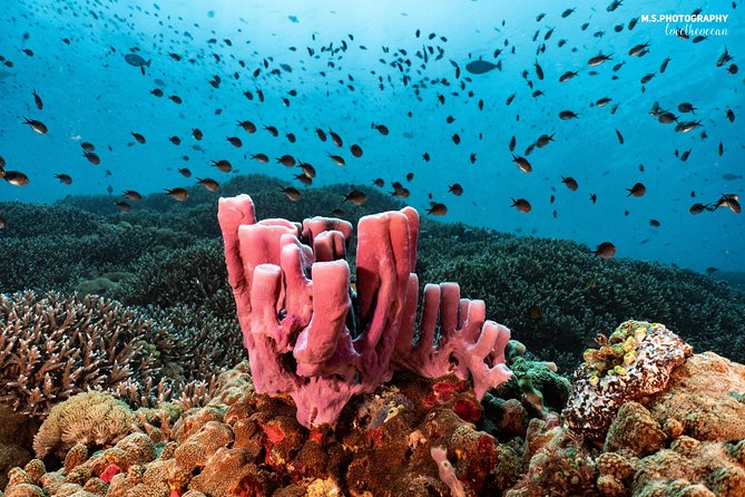 Discover Scuba Diving in Pemuteran - Diving Initiation in Bali (Menjangan Park) - Group size, timing, and the physical demands