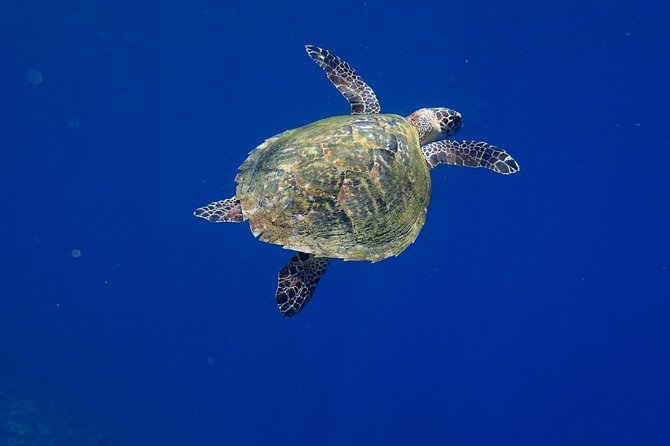Discover Scuba Diving in Pemuteran - Diving Initiation in Bali (Menjangan Park) - What makes Menjangan a good place to start