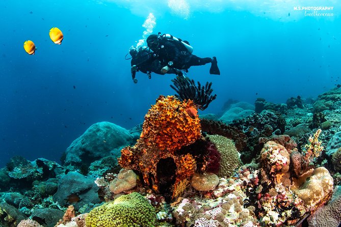Discover Scuba Diving in Pemuteran - Diving Initiation in Bali (Menjangan Park) - The strongest points, and the small drawbacks