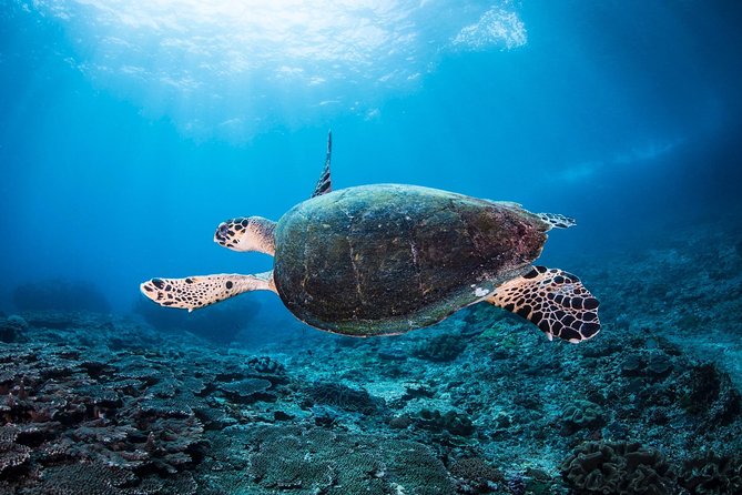 Discover Scuba Diving in Tulamben - Diving Initiation in Bali best diving sites - The USS Liberty wreck is the highlight