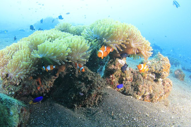 Discover Scuba Diving Tulamben Bali For Non-Certified Divers - The early start and the road from Kuta to Sanur