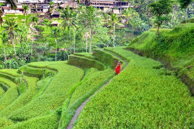 Discover The Best of Ubud: All-Inclusive and Private Guided Tour - Starting with more than 700 monkeys at the Sacred Monkey Forest