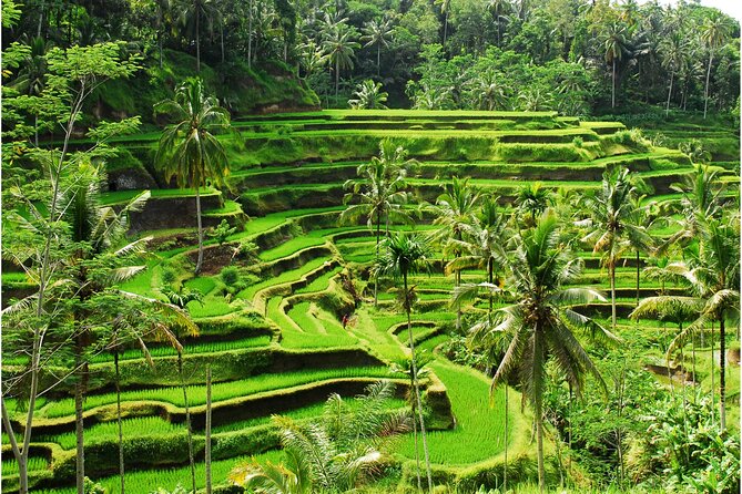Discover Ubud: 2 Days Ubud Private Tour - Walking Through the Ubud Monkey Forest