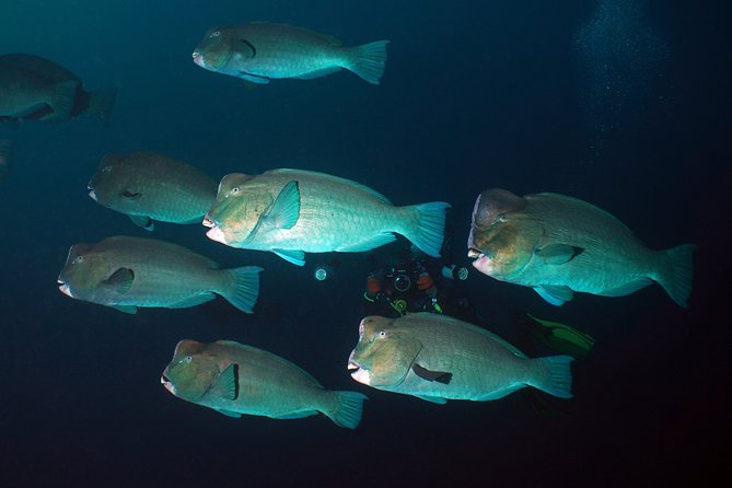 Diving at Tulamben Liberty Shipwreck 2 dives for certified divers - Key points before you book