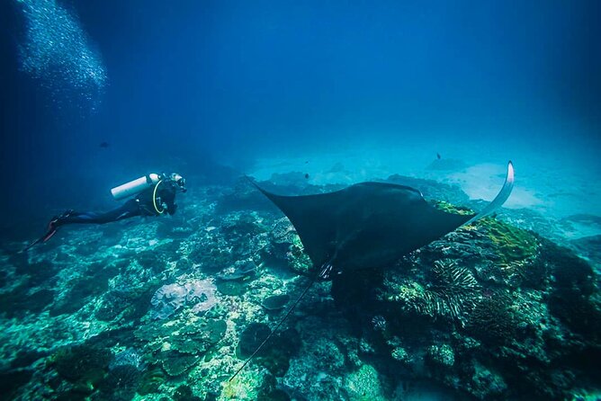 Diving in Nusa Penida - Starting at Sanctum Dive in Nusa Penida