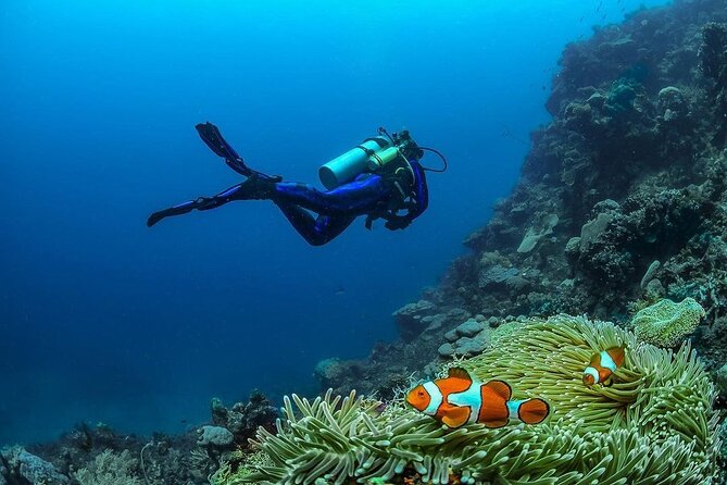 Diving in Nusa Penida - Second location: fish and possible turtles