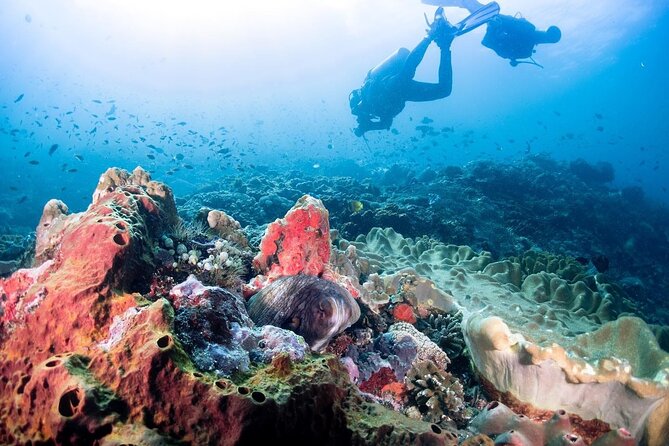 Diving with Manta Ray at Nusa Penida - Why Manta Point is Nusa Penida’s big attraction