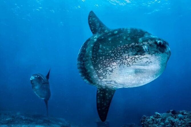 Diving with Manta Ray at Nusa Penida - The human side: Putra, Nyoman, and Komang