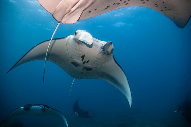 Diving with Manta Ray at Nusa Penida - Scuba or snorkeling? Confirm before you go