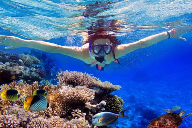 Dolphin Watching Tour, Swimming with Dolphins and Snorkeling - Why Lovina makes a good dolphin-watching base