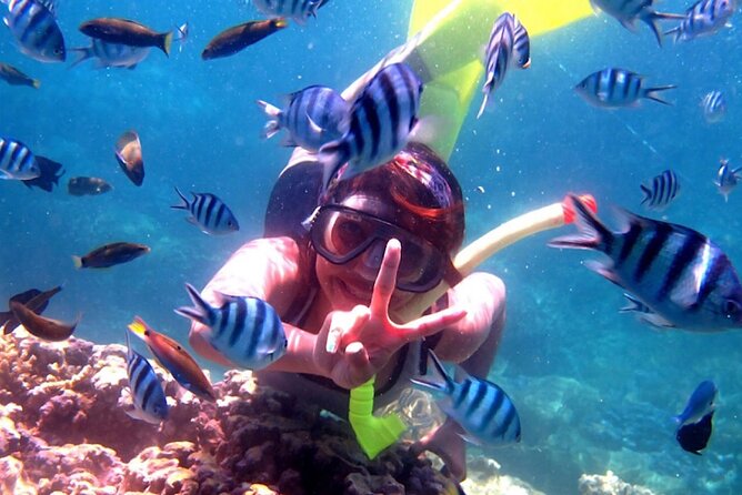 Dolphin Watching Tour, Swimming with Dolphins and Snorkeling - Reaching the boat before sunrise