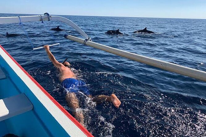 Dolphin Watching Tour, Swimming with Dolphins and Snorkeling - Watching dolphins in the open sea