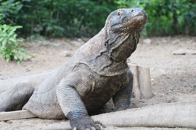 Early Bird Speedboat Group Tour : Explore Komodo Ahead of Crowds - Taka Makassar: a sandbar between the main stops