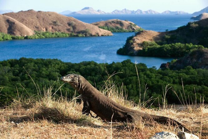 Exclusive Early Bird Komodo Tour: Beat the Crowds by Speed Boat - Key points before you book