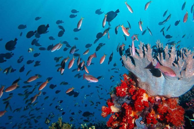 Exclusive Early Bird Komodo Tour: Beat the Crowds by Speed Boat - Manta Point, where luck becomes part of the day