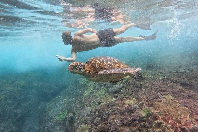 Explore 4 iconic snorkeling spots of Manta Bay in Nusa Penida - Manta Bay and the chance of larger wildlife