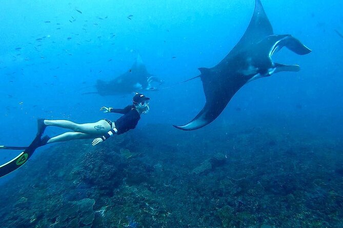 Explore 4 iconic snorkeling spots of Manta Bay in Nusa Penida - Wall Bay’s red coral and deep walls