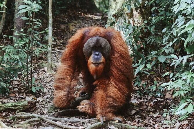 Explore North Sumatra : 7 Days Tour Adventure Package - Day 3: A short jungle walk and river tubing