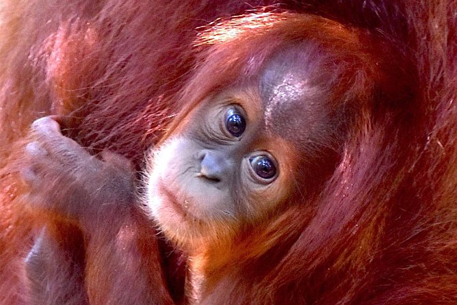 FAMILY JUNGLE TOUR: Orangutan Trek (4-hours hike) by EcoTravel Bukit Lawang - Key points to know before booking