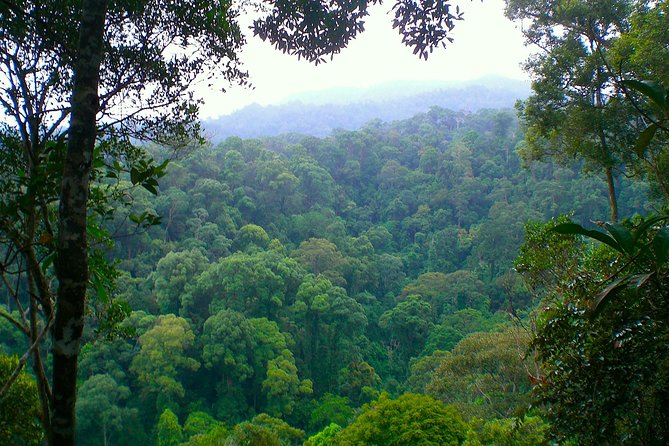 FAMILY JUNGLE TOUR: Orangutan Trek (4-hours hike) by EcoTravel Bukit Lawang - Looking for orangutans without treating the forest like a zoo